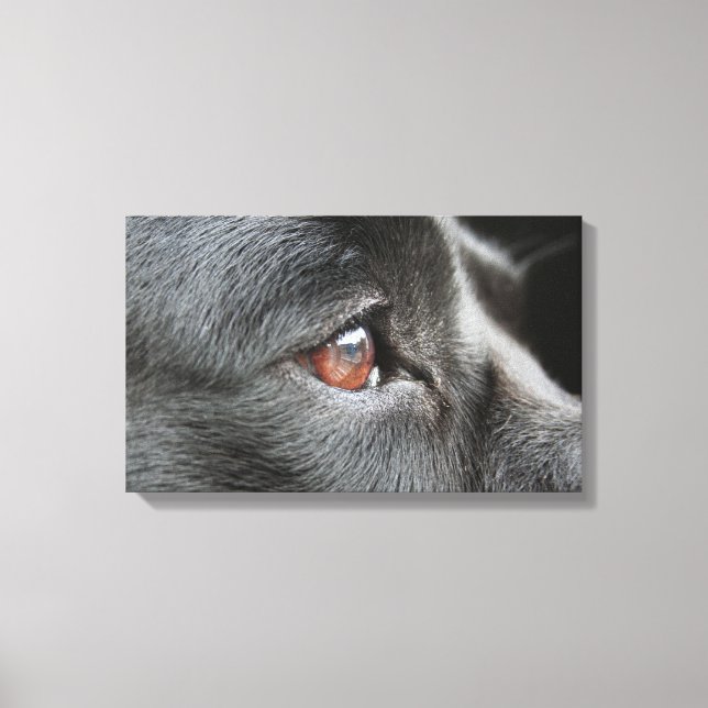 Labrador Close Up Canvas Print (Front)