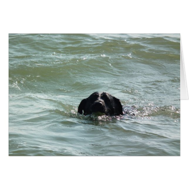 Labrador dans la nage (Devant horizontal)