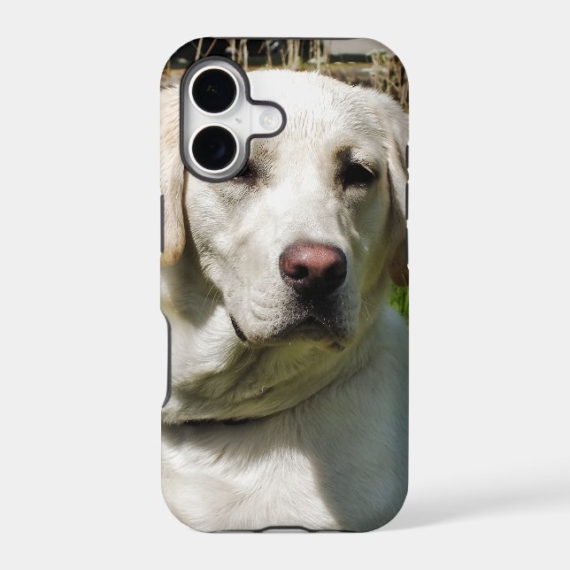 LABRADOR DOG (Back)