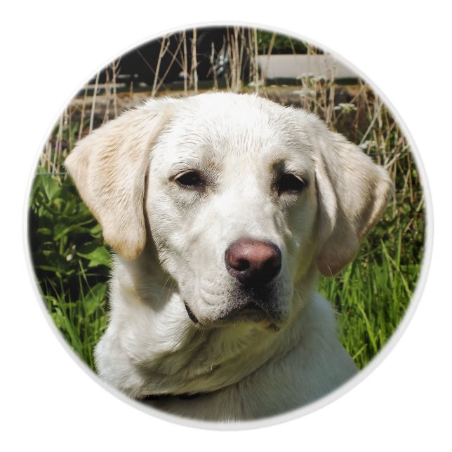 LABRADOR DOG CERAMIC KNOB (Front)