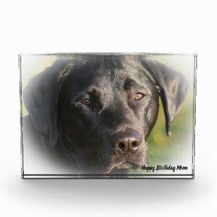 Labrador Dog Photo Block