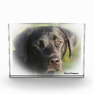 Labrador Dog. Photo Block