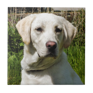 LABRADOR DOG TILE