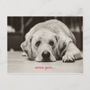 Labrador Dog Vous manquez votre carte postale