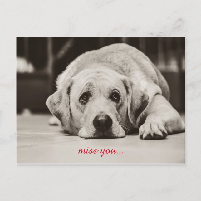 Labrador Dog Vous manquez votre carte postale (Devant)