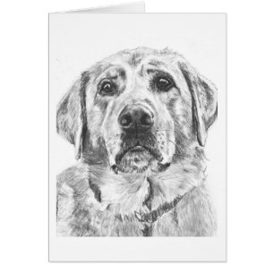 Labrador font face au dessin