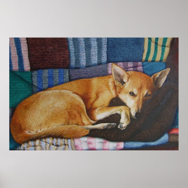 labrador german shepherd mixed breed dog poster (Front)