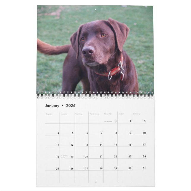Labrador & Golden Calendar (Jan 2026)