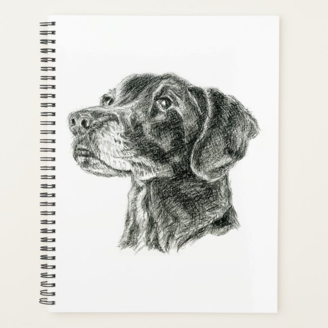 Labrador noir (Devant)