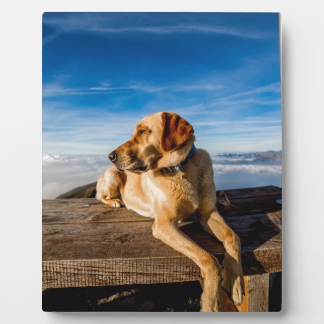 Labrador on beach plaque (Front)