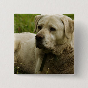 Labrador Photo 2 Inch Square Button