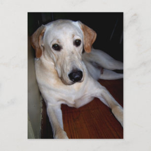 labrador postcard