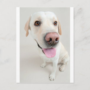 labrador postcard