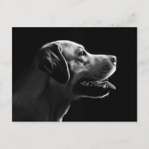 labrador postcard