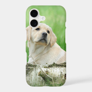 Labrador puppy