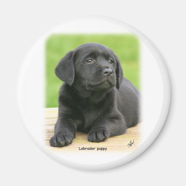 Labrador puppy 9Y267D-109 Magnet (Front)