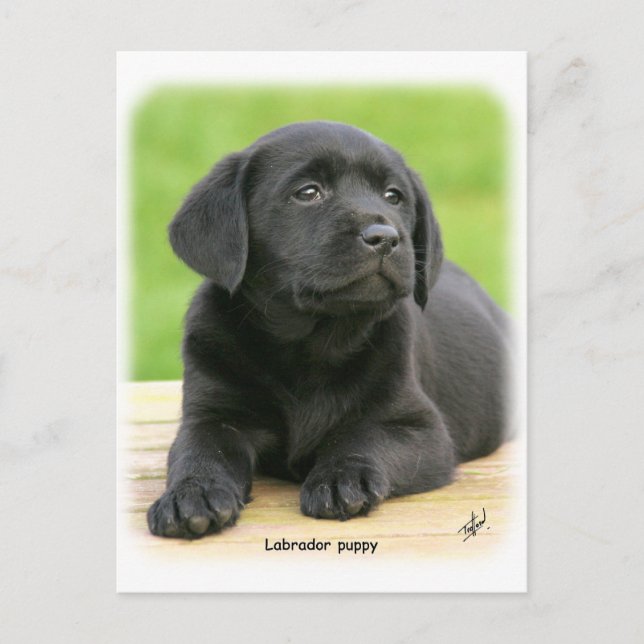 Labrador puppy 9Y267D-109 Postcard (Front)