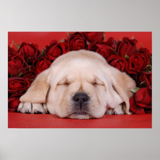 Labrador puppy and roses poster (Front)