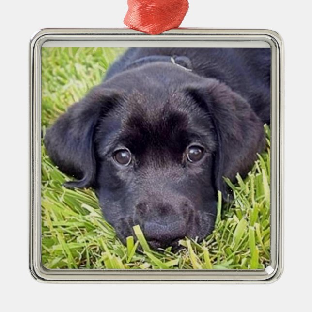 Labrador Puppy - Black Lab - Silver Frame Metal Ornament (Front)
