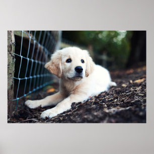 Labrador Puppy Playing In The Garden Poster