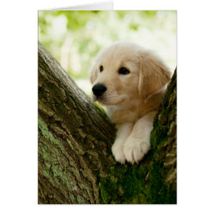 Labrador Puppy Sitting In A Woodland Setting