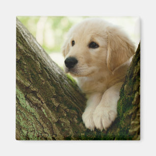 Labrador Puppy Sitting In A Woodland Setting Magnet