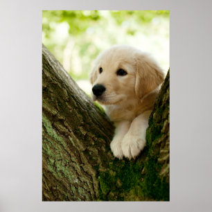 Labrador Puppy Sitting In A Woodland Setting Poster