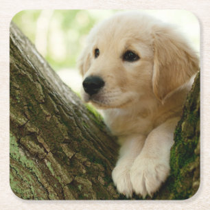 Labrador Puppy Sitting In A Woodland Setting Square Paper Coaster