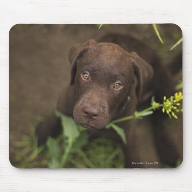 Labrador puppy sitting in grass mouse pad (Front)