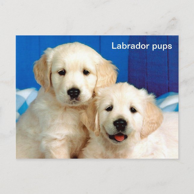 Labrador pups animal postcard (Front)