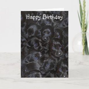Labrador pups, Happy Birthday. Card
