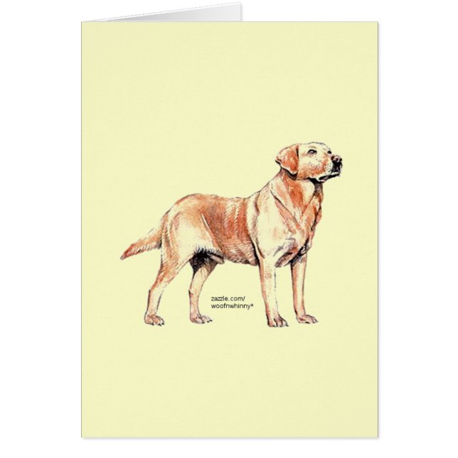 Labrador Retriever (Front)