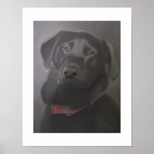 Labrador Retriever Beautiful 11x14 Poster