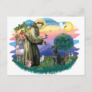 Labrador Retriever (black) Postcard