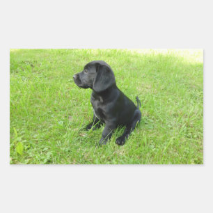 Labrador Retriever Black Puppy Sticker