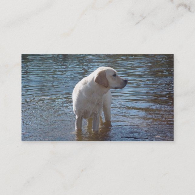 Labrador Retriever Breeder Business Card (Front)