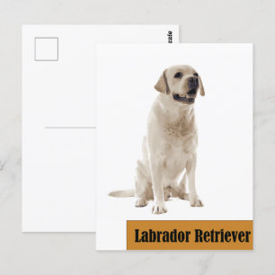Labrador Retriever Chien photo Carte postale
