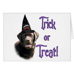 Labrador Retriever (chocolate) Trick