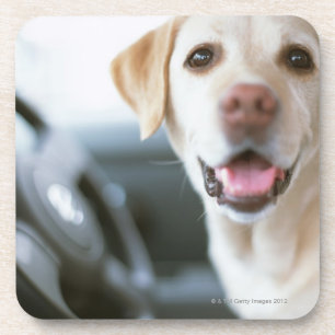 Labrador Retriever Coaster