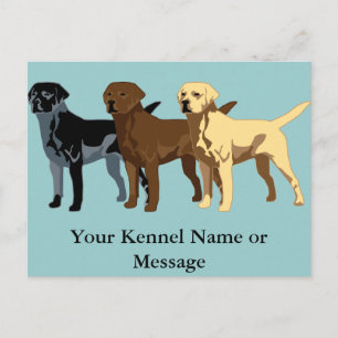 Labrador Retriever colours Postcard