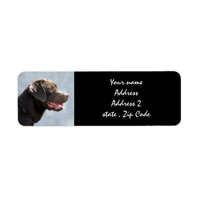 Labrador Retriever Dog (Front)