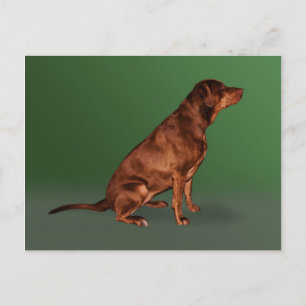 Labrador Retriever Dog Postcard