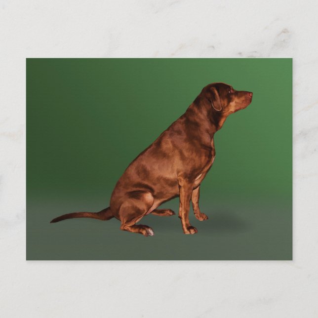 Labrador Retriever Dog Postcard (Front)
