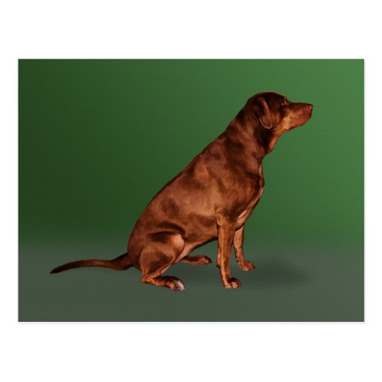 Labrador Retriever Dog Postcard