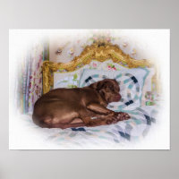 Labrador Retriever Dog, Sleeping