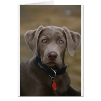 Labrador Retriever En Argent Clair Rare