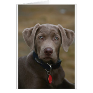 Labrador retriever en argent léger rare