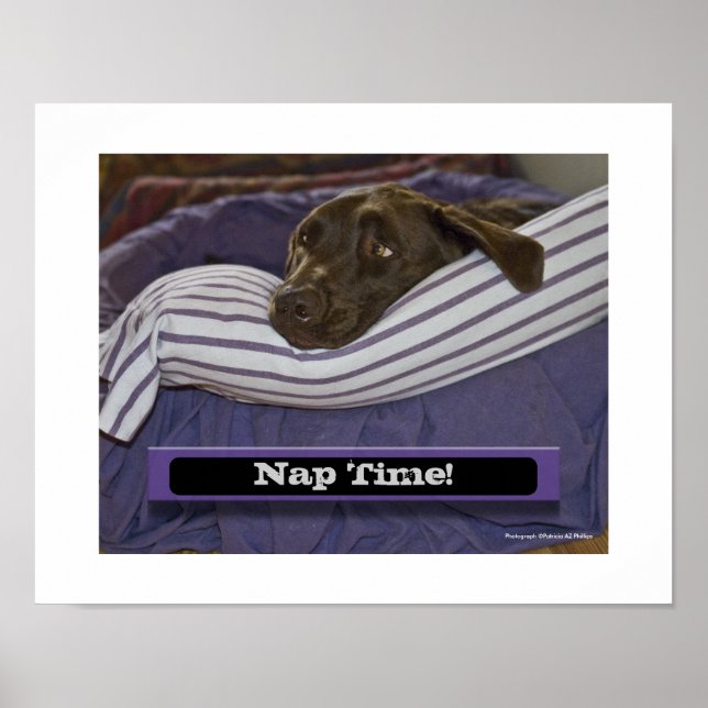 Labrador Retriever In Bed Poster (Front)