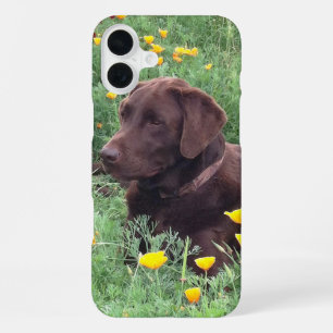 Labrador Retriever In Nature Close-Up Photograph iPhone 16 Plus Case