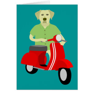 Labrador retriever jaune